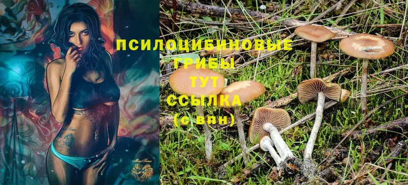 ОМГ ОМГ ссылки  Люберцы  Псилоцибиновые грибы Psilocybine cubensis  хочу  